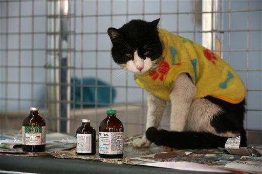 PERU GATOS CON LEUCEMIA