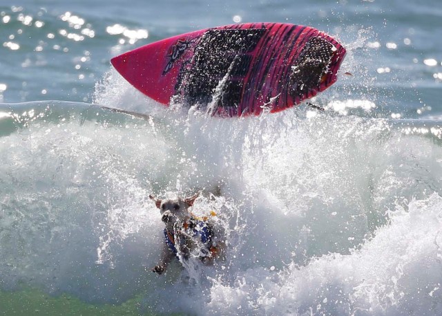 A dog wipes out at the 6th Annual Surf City surf dog contest in Huntington Beach