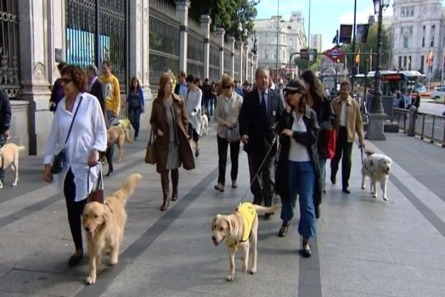 Perros Guias / 20minutos.es