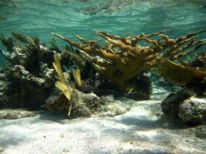 Arrecifes de coral han dejado de crecer o comienzan a erosionarse