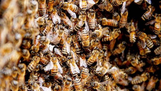 Muere un diputado atacado por abejas