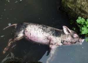 Más de 13 mil cerdos muertos fueron retirados de río en Shanghái