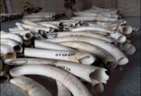 Las autoridades de RD del Congo incautan dos toneladas de marfil de elefantes