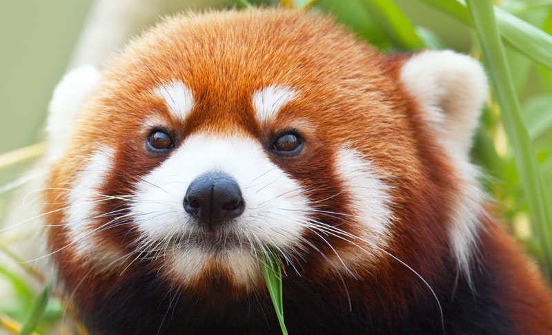 Panda rojo se divierte en el gimnasio (Video)