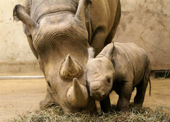 A esto se le llama “amor maternal” sin discriminación (Fotos)