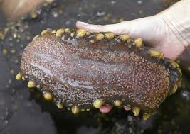 Detienen a siete extranjeros por tenencia de pepino de mar en Galápagos