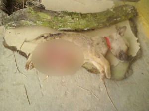 Destripan perrito de una fundación en Carrizal como señal de “advertencia” (Foto)