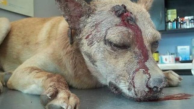 Desgraciado secuestró y cayó a martillazos al perro de su ex novia (Imagen fuerte)