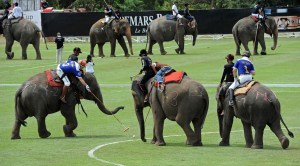 Los elefantes sustituyen a los caballos en el polo (Fotos)