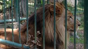 Murió Cairo, el león del parque Chorros de Milla de Mérida