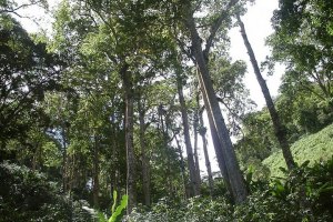 Por primera vez, Ecuador logra reforestar el triple de lo que deforesta