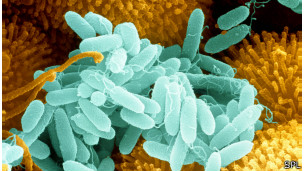 El lugar más infectado de bacterias en la casa no es el baño