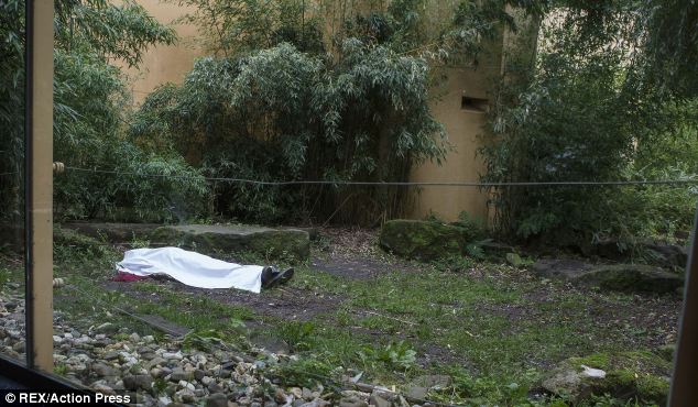 Tigre mata a empleado de zoológico frente a los visitantes