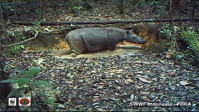 Rinoceronte que se creía extinto (Video)
