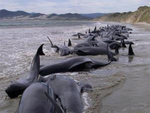 Un virus mata a más de mil delfines en la costa este de EEUU
