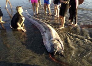 En fotos: El “monstruo marino” que apareció en California