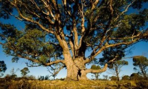Aparecen árboles de oro en Australia