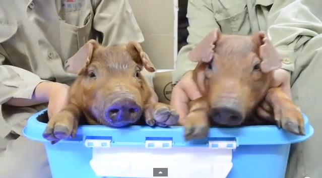 Científicos chinos crean cerdos que brillan en la oscuridad (Video+wtf)