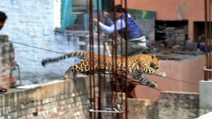 Leopardo se pasea por la India (Video)