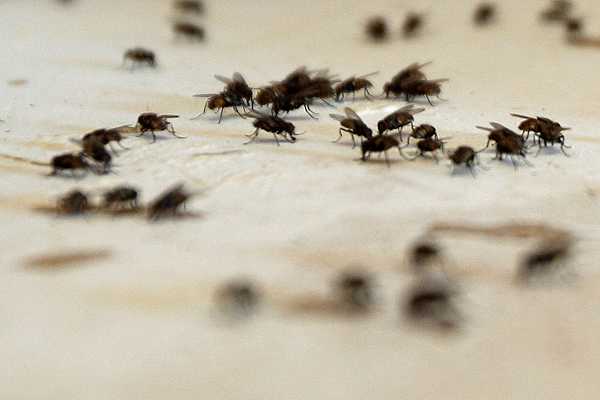 ¿Las moscas y las cucarachas transmiten el coronavirus a las personas? Lo que dice nuevo estudio