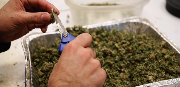 Uruguay tras legalizar la marihuana se pregunta: “¿Cuánto cultivaremos?”