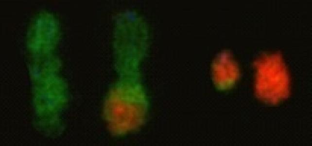 Reproducen en células humanas modificaciones cromosómicas propias del cáncer