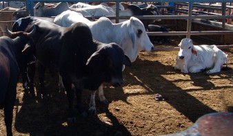 Escasez de pastos complica la cría de ganado