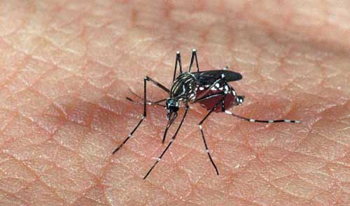 Disminuye el porcentaje de dengue en Carabobo