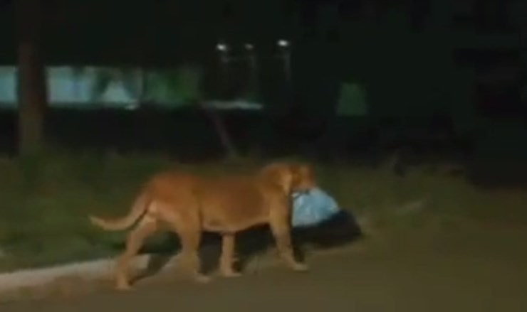 Perrita recorre 7 km todas las noches con una bolsa en la boca… no podrás creer para qué (Video)