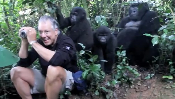 ¿Te gustan los gorilas? No dejes de ver estos geniales videos