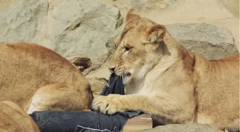 Jeans son “diseñados” por tigres, leones y osos (Video)