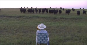 Granjero reúne a sus vacas tocando el trombón (Video)