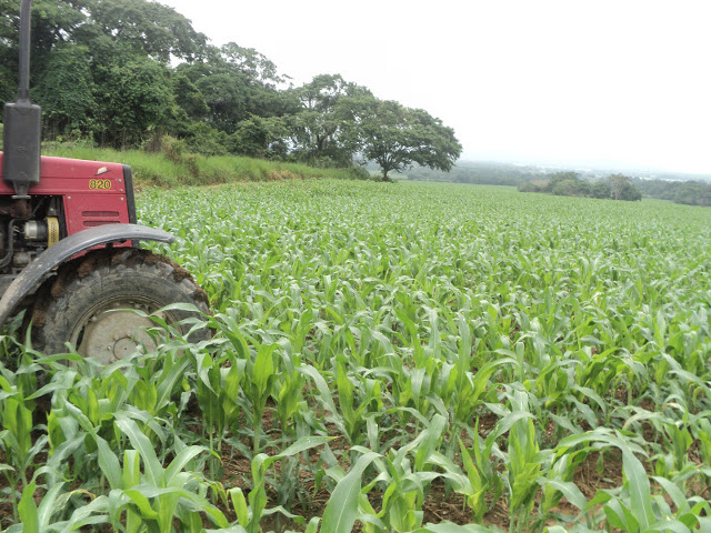 Establecen precios de venta para semillas de maíz, sorgo, arroz, caraota y frijol