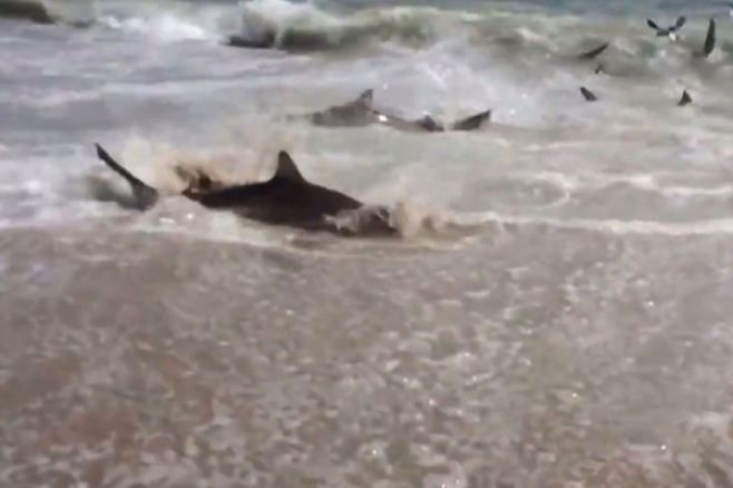 ¿Qué es peor que un tiburón en la orilla de una playa? Muchos y todos juntos