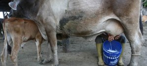 Para los productores de leche la regulación es inviable