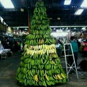 Este es el árbol de Navidad más bonito que cosechó Maracaibo (Foto)