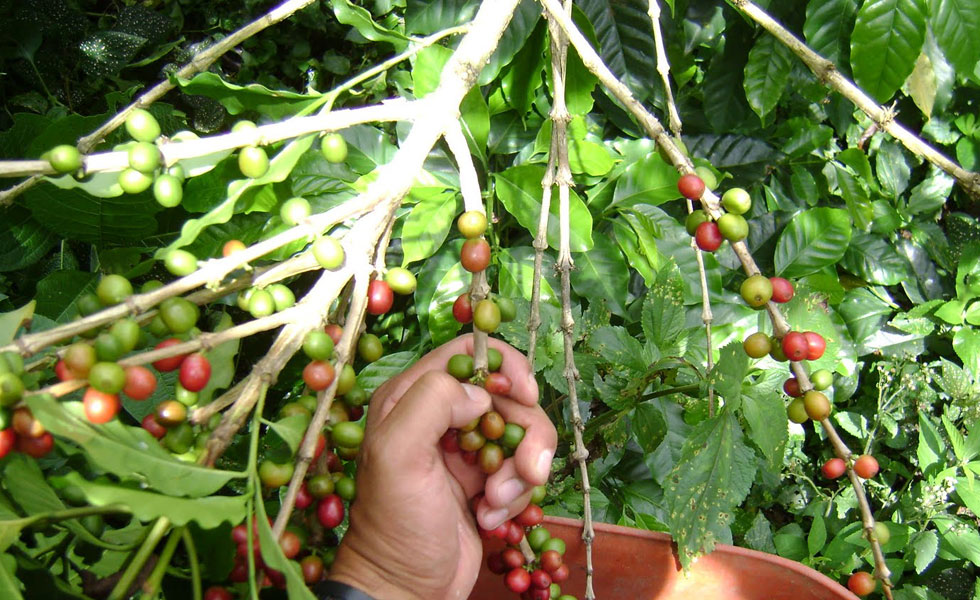 Fedeagro asegura que cosecha de café tendrá leve mejoría