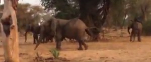 ¿Quién es el rey de la selva? …Elefantes sacan corriendo a hambrientos leones