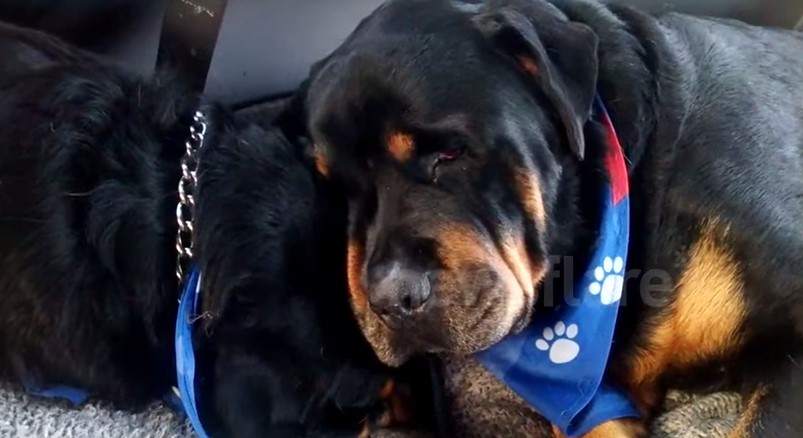 La conmovedora tristeza de un rottweiler junto al cuerpo sin vida de su hermano (Video)