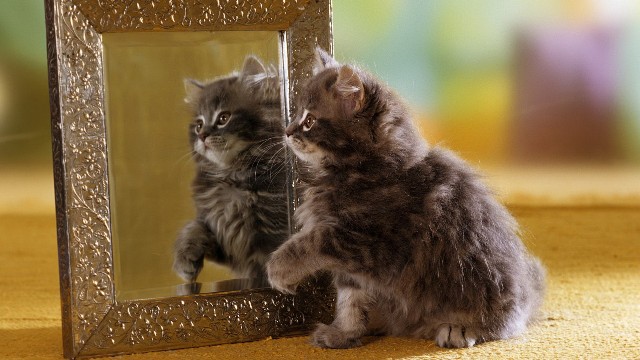¿Qué ven los animales cuando se miran en un espejo?