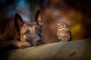 La inusual amistad entre un búho y un perro (Fotos)