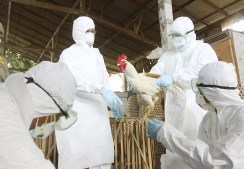 Sacrifican más de dos millones de aves para detener gripe aviar en Taiwán