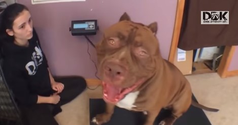 Hulk, el pitbull más grande del mundo causa sensación en YouTube