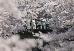 Japón recibe la primavera con el sakura, la época de los cerezos en flor (Fotos)
