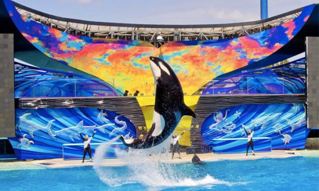 Foto: Las orcas del mundialmente famoso parque acuático SeaWorld / marcianosmx.com