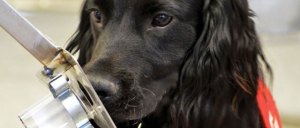 Perro entrenado es capaz de detectar cáncer de tiroides en orina humana