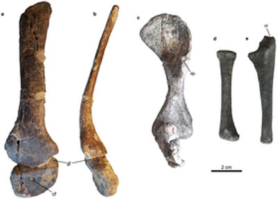 El Chilesaurio, asombroso dinosaurio herbívoro del sur de Chile