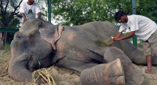 Elefante que lloró al ser liberado tras cinco décadas de tortura (Fotos)