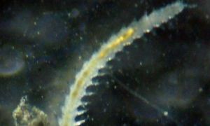 Biólogos descubren una nueva especie de gusano marino en Antártida