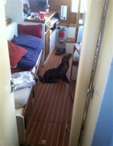 Cachorro de león marino se cuela a dormir en un yate (Foto)